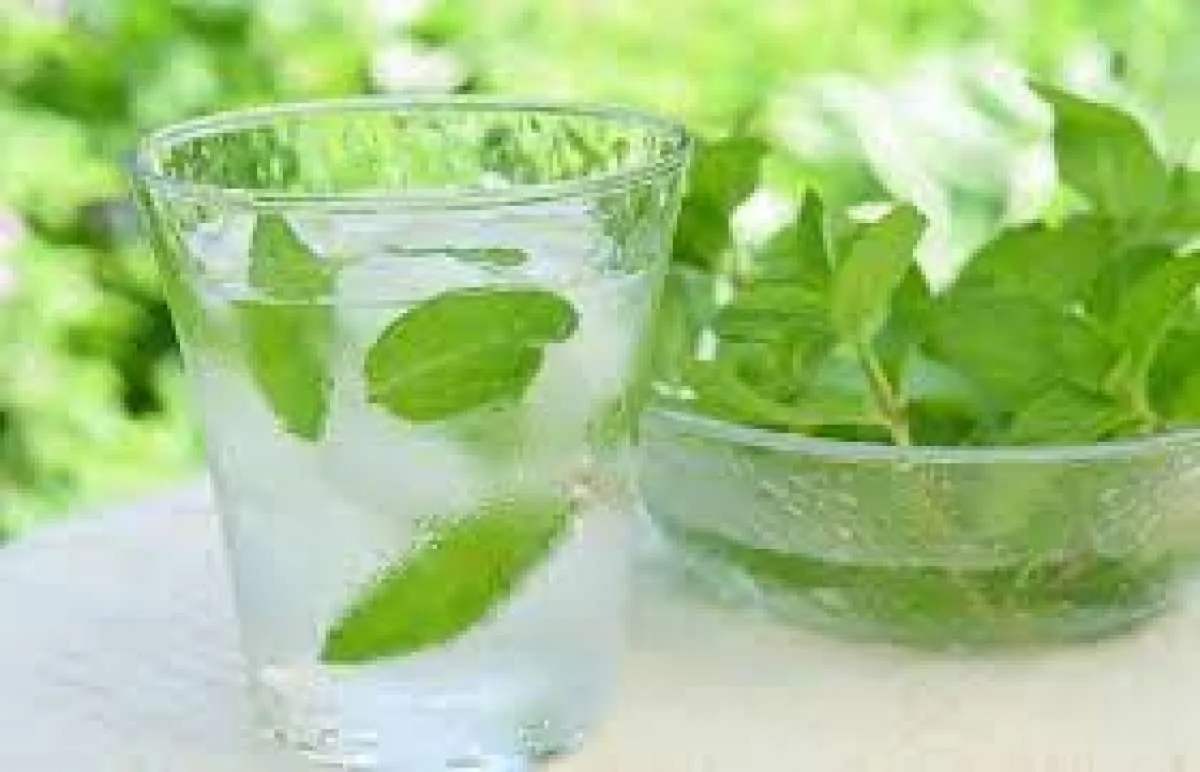 Mengobati Flu, Ini Manfaat Infused Water Daun Mint jika Diminum Setiap Hari
