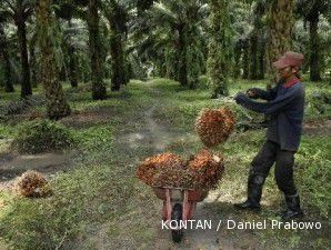 Lahan kelapa sawit bertambah 400.00 hektar lagi tahun ini