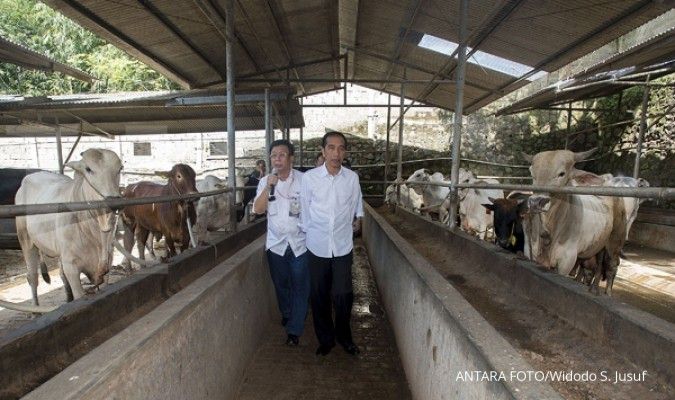 Jokowi blusukan ke tempat penggemukan sapi