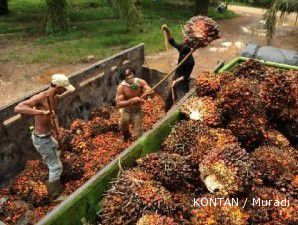 PTPN I tambah lahan 5.000 hektare untuk kelapa sawit