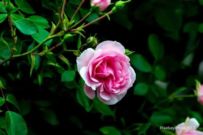Mawar Floribunda