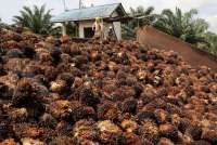 Malaysia Keeps January Crude Palm Oil Export Duty at 8%