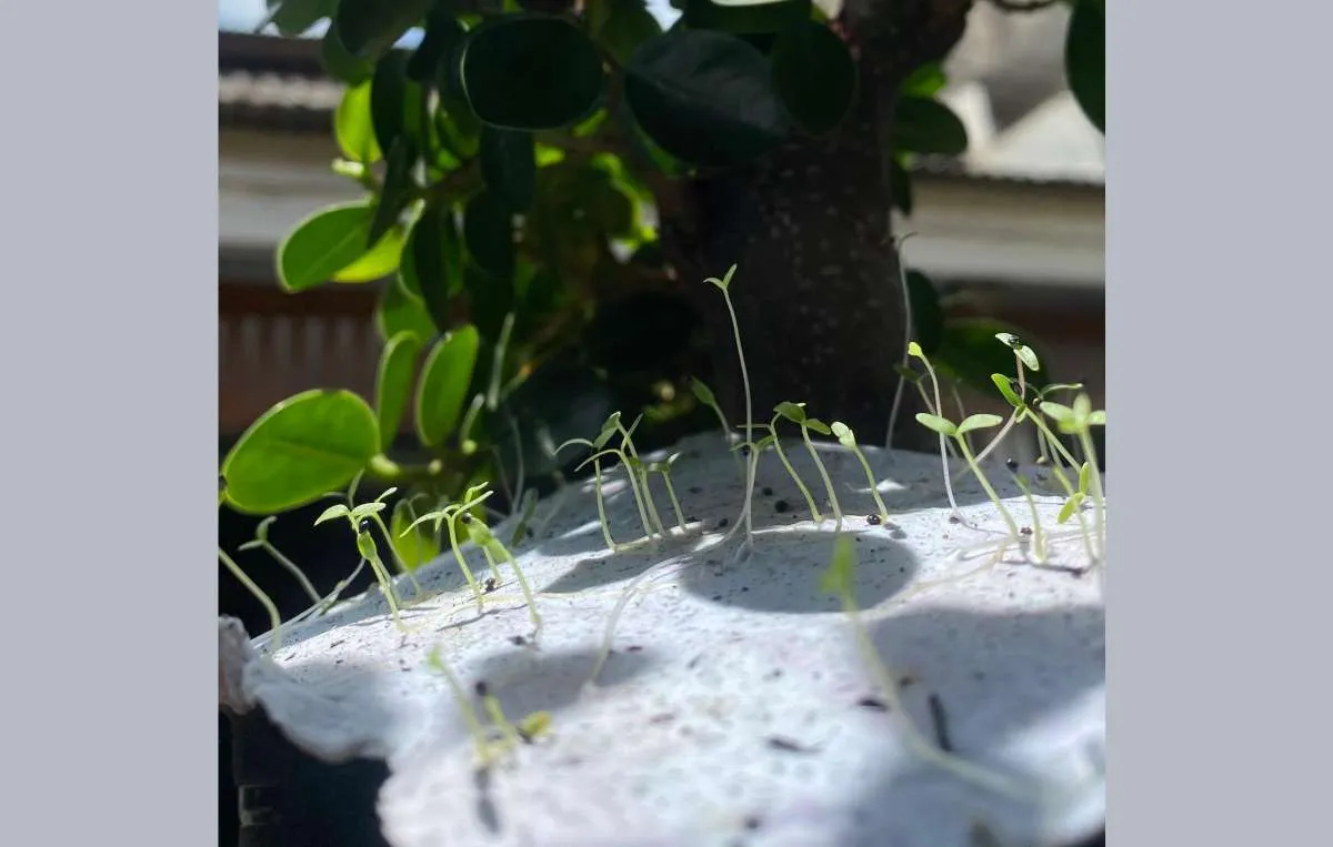 Jangkau Pasar Ekspor, Seed Paper Indonesia Bikin Konten Edukasi