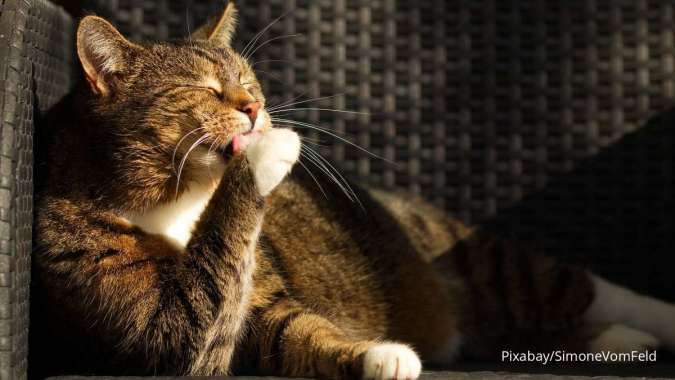 Jangan Heran, Ini Alasan Kenapa Kucing Suka Menggigiti Kukunya Sendiri