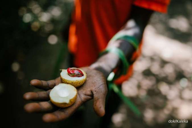 Kisah Perempuan Adat Papua Barat Bertani Pala yang Kini Diburu Industri Parfum