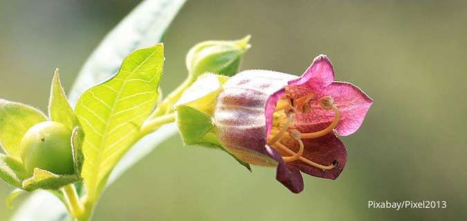 Belladonna, Tanaman Beracun yang Punya Manfaat Medis untuk Tubuh