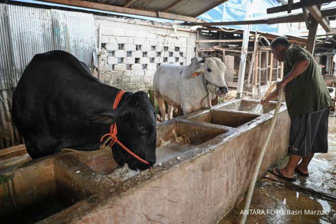 Harga Kurban 2026 Jabar: Cek Domba, Kambing, Sapi Baznas Sekarang!