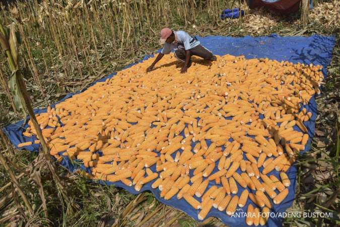 HPP Jagung Resmi Naik Rp 5.500/kg, Bulog Wajib Serap 1 Juta Ton