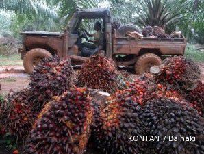 Cuaca buruk, harga CPO terus merangkak naik 