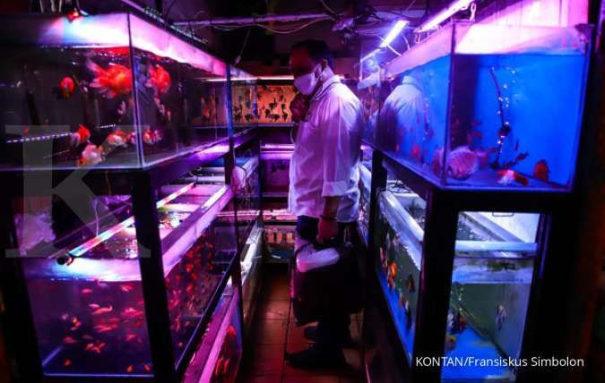 Indonesia Pengekspor Ikan Hias Tertinggi Ketiga di Dunia