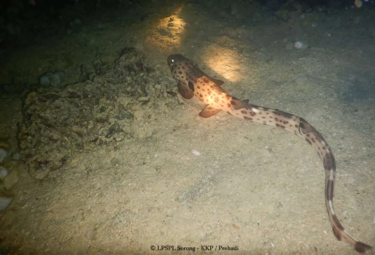 KKP Inisiasi Perlindungan Ikan Hiu Berjalan