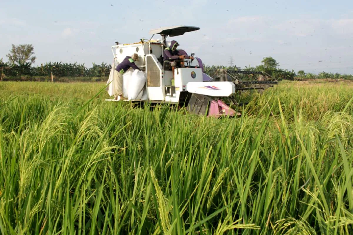IPB menggodok rekomendasi kebijakan pro-pertumbuhan tanpa meninggalkan petani