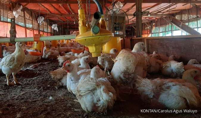 Intip Rekomendasi Saham dan Prospek Kinerja Emiten Unggas di Semester II-2026