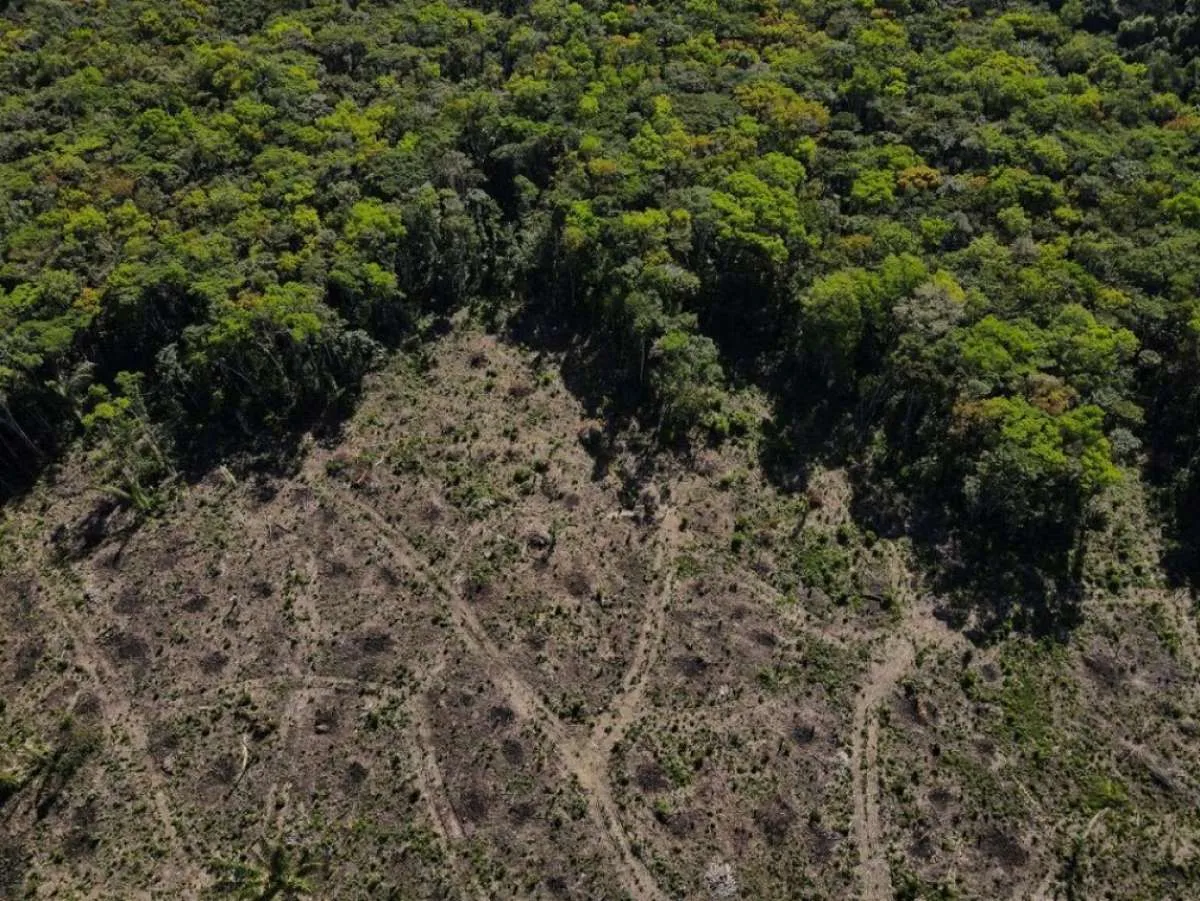 10 Negara Pemilik Hutan Tropis Terluas di Dunia