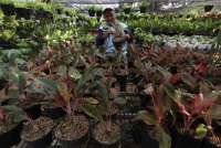 Micin bisa menyuburkan tanaman, begini cara penggunaannya