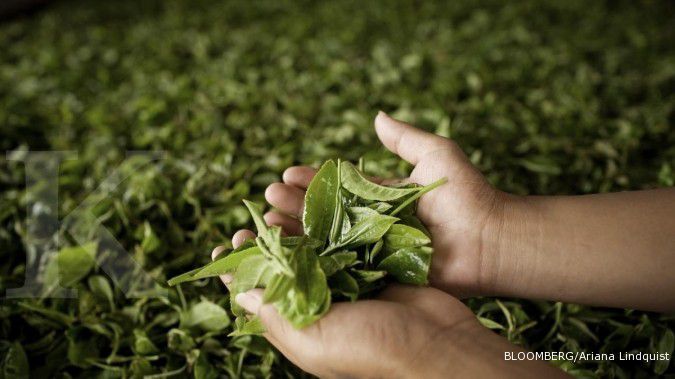 Setiap tahun, impor teh Indonesia naik signifikan