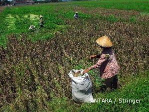 Bentuk tim khusus untuk verifikasi lahan puso