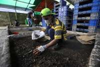 Mengais Untung dari Pengolahan Belatung