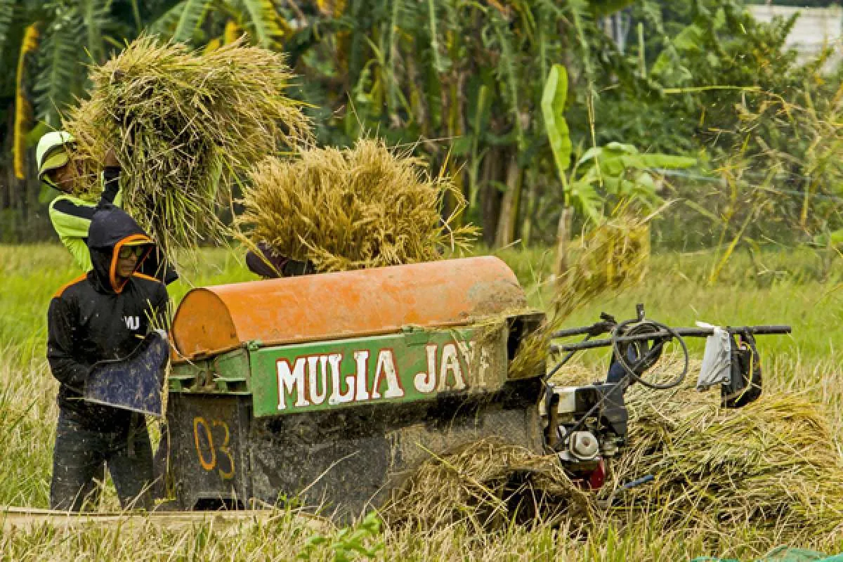 Daya Beli Buruh Tani Meningkat, Buruh Bangunan Menurun