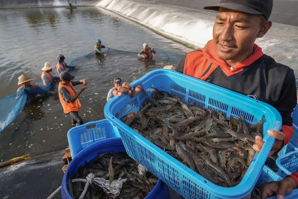 Hadapi Tuduhan Antidumping Udang oleh AS, Ini Langkah yang Disiapkan KKP