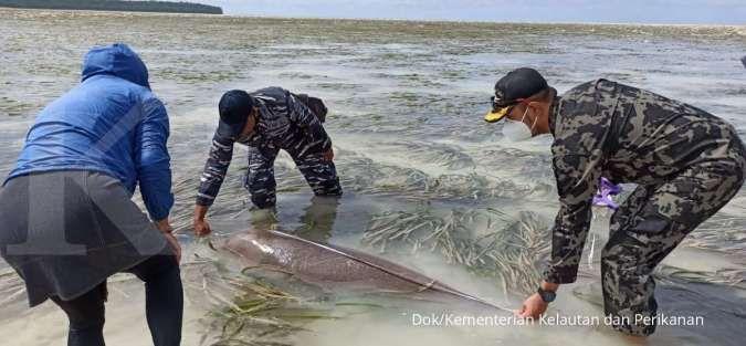 KKP Selamatkan Dugong Terjerat Jaring Nelayan
