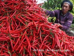 Tak cuma cuaca buruk, serangan hama pun membuat panen cabai tahun ini melorot