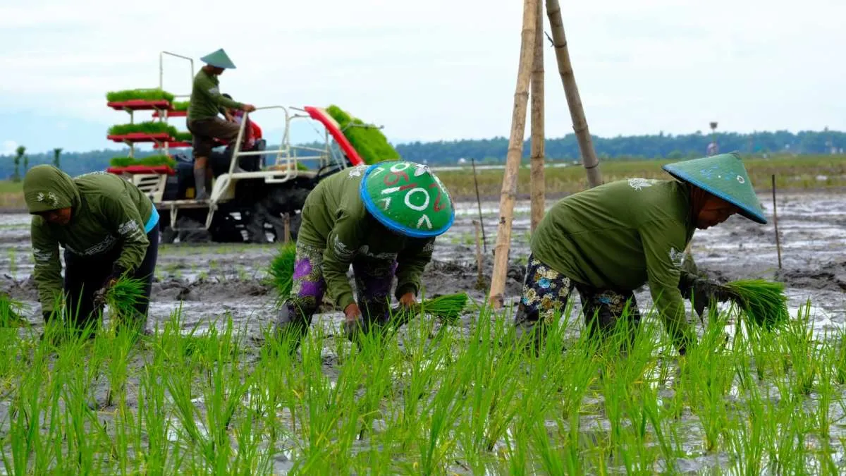Upaya Pemerintah Bersinergi dengan Swasta dan Petani Menuju Swasembada Pangan