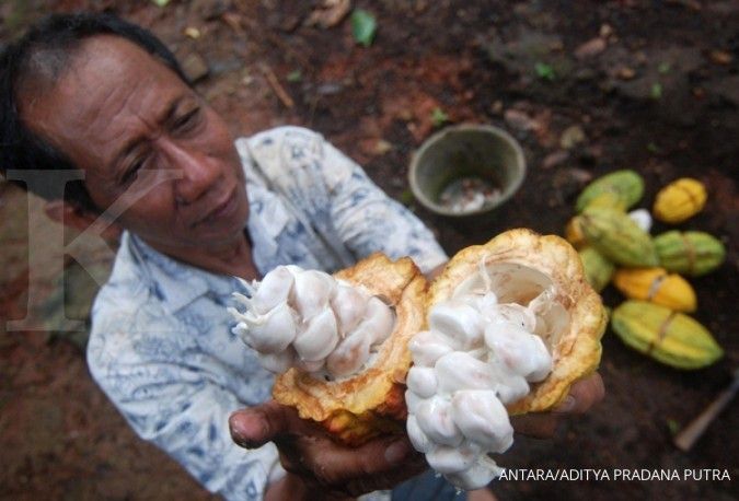Petani kakao beralih bisnis ke kelapa sawit