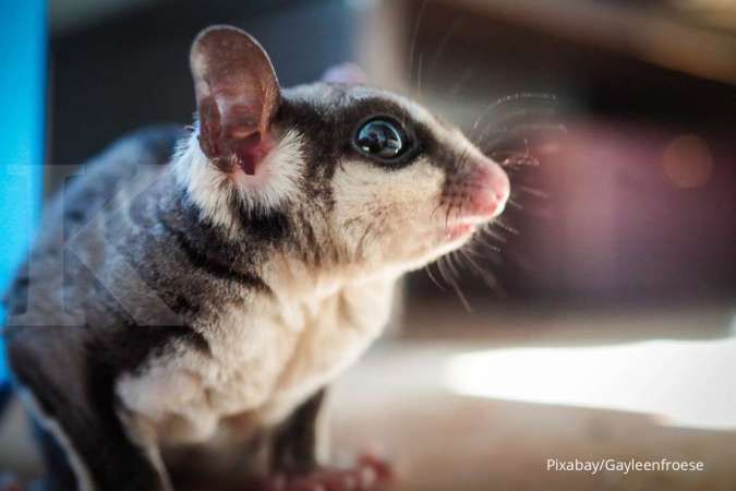 Meski Bukan Hewan Pengerat, Sugar Glider Dapat Tularkan Leptospirosis