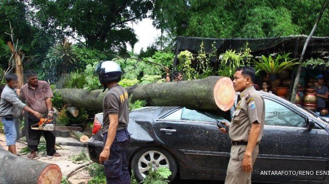 Waspadai pohon tumbang di Jaksel dan Jaktim