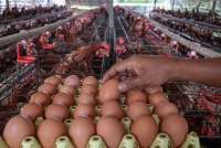 Kesenjangan Harga Ayam dan Telur, Dominasi Perusahaan Integrator Jadi Sorotan