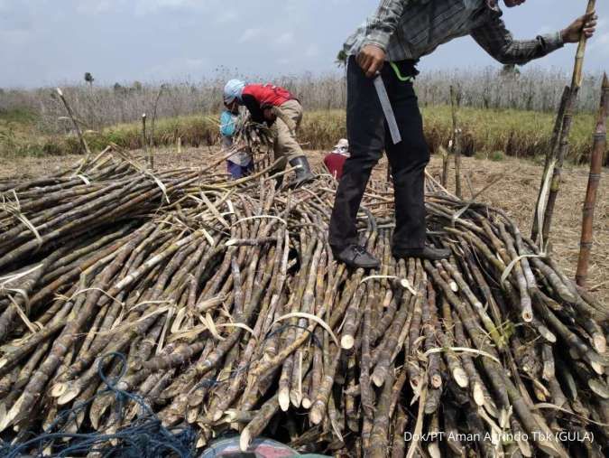 Aman Agrindo (GULA) Menilai, Benih Unggul Penting untuk Dukung Swasembada Gula