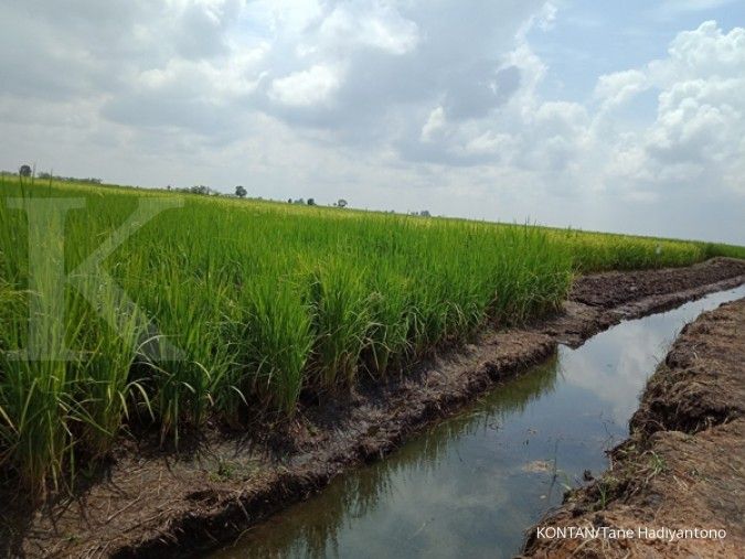 Kemtan melakukan perluasan lahan padi baru luar Jawa 