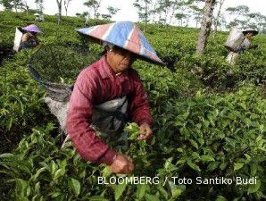 Awal Maret, harga dan penyerapan lelang teh kurang wangi