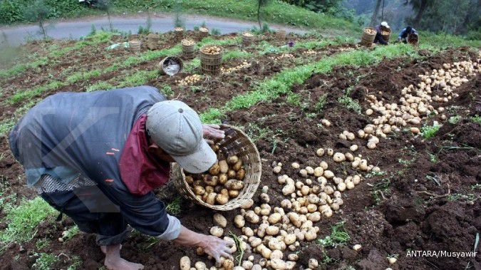Bibit unggul terbatas, produksi kentang rendah