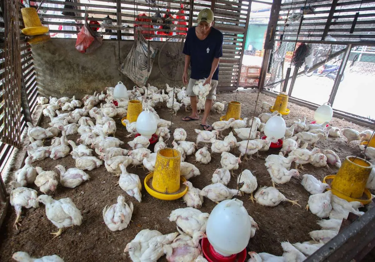 Cara Membersihkan Kandang Ayam yang Benar untuk Pemula