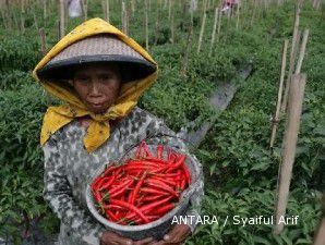 Harga cabai naik 23,8% sejak awal November