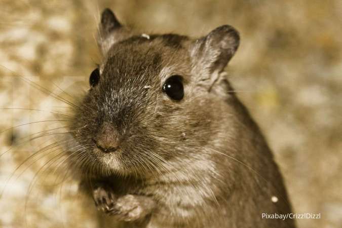 Alasan Hamster Peliharaan Suka Menggigiti Kandangnya