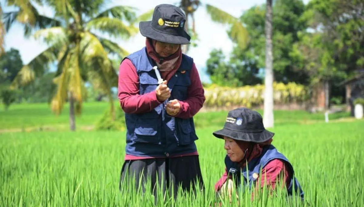 Kementan Melalui Balai Penyuluhan Pertanian Dukung Pertanian Cerdas Iklim (CSA)
