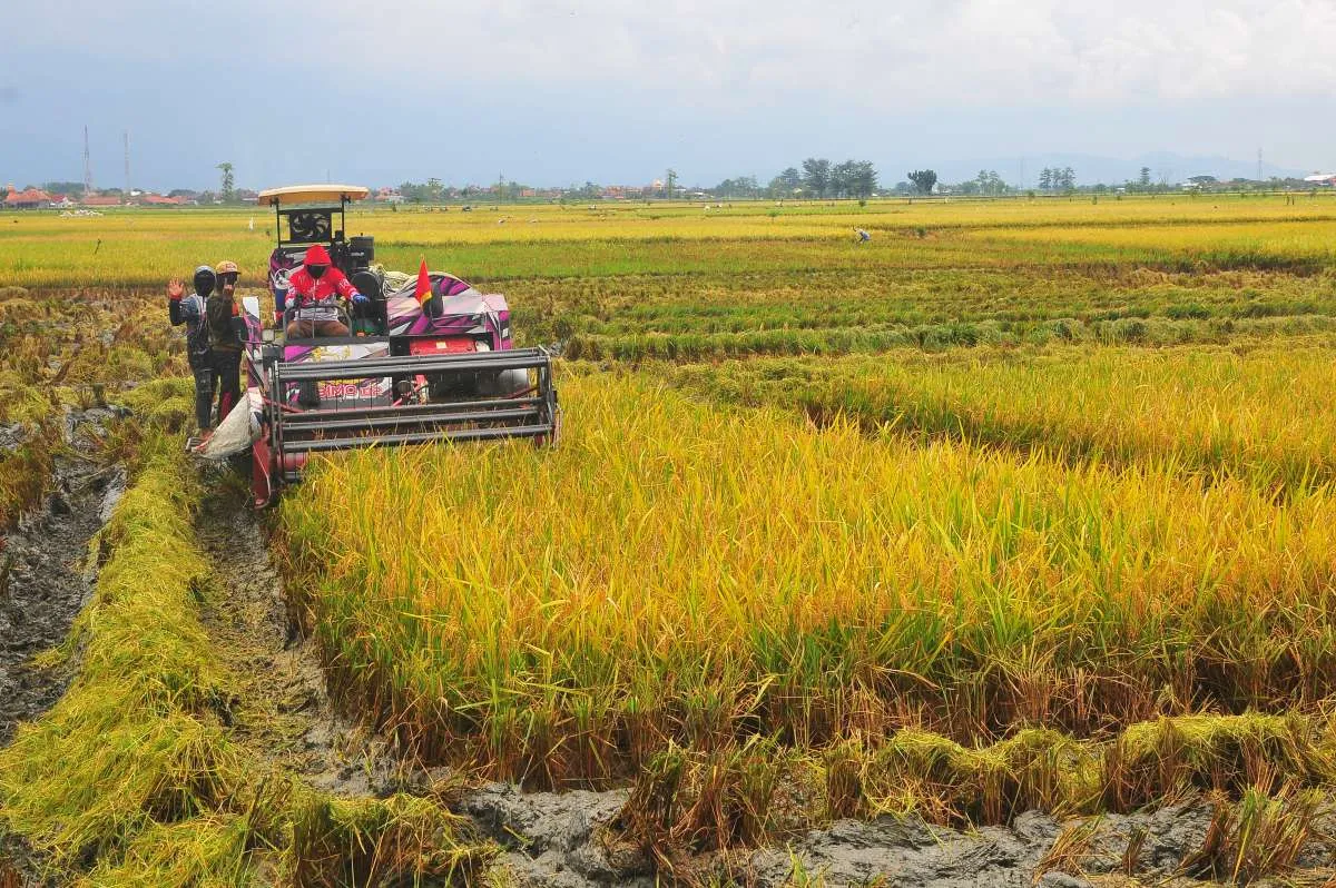Produksi Padi Januari-April 2025 Diprediksi Capai 24,22 Juta Ton
