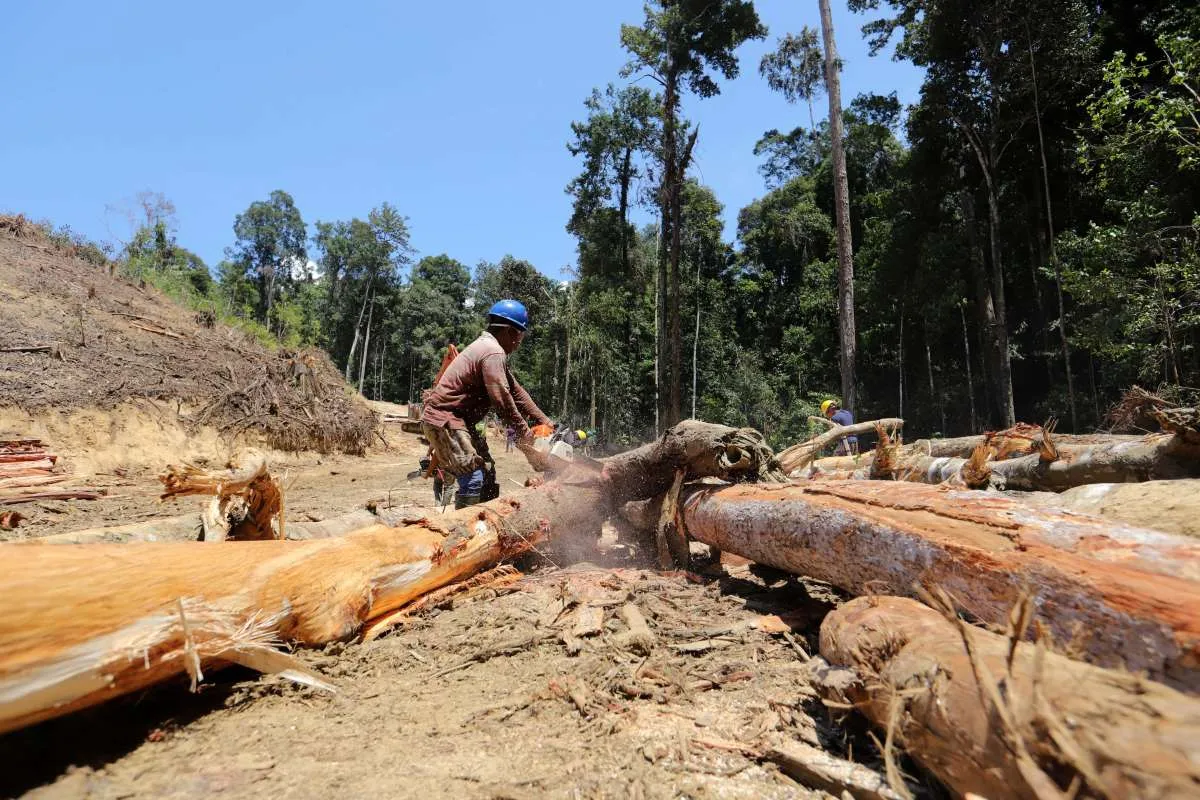 Ekspor Produk Hutan Stagnan US$ 12 Miliar, Kemenhut Genjot Hilirisasi