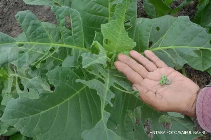 Catat, Beberapa Bahan Alami Pengganti Pestisida yang Ramah Lingkungan