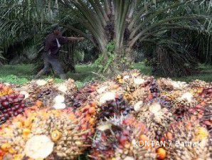 Minyak meroket, laba emiten perkebunan ikut naik 