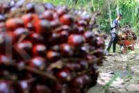 Kebijakan DMO Sawit 30% Menuai Penolakan