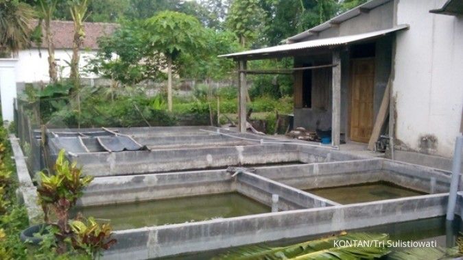 Mengail ikan manfish di Kota Kediri (1)