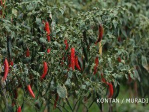 Aksi spekulan petani cabai picu anjloknya harga
