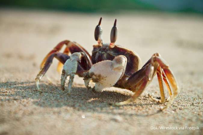 Apa Itu Crab Mentality yang Berdampak Negatif? Pengertian, Contoh, dan Cara Mengatasi