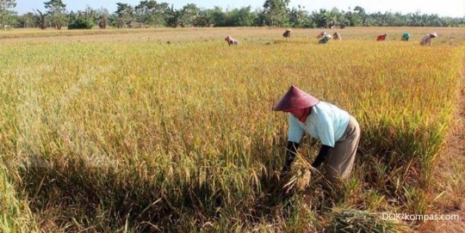 Kemtan anggarkan asuransi pertanian 2016 Rp 750 M 