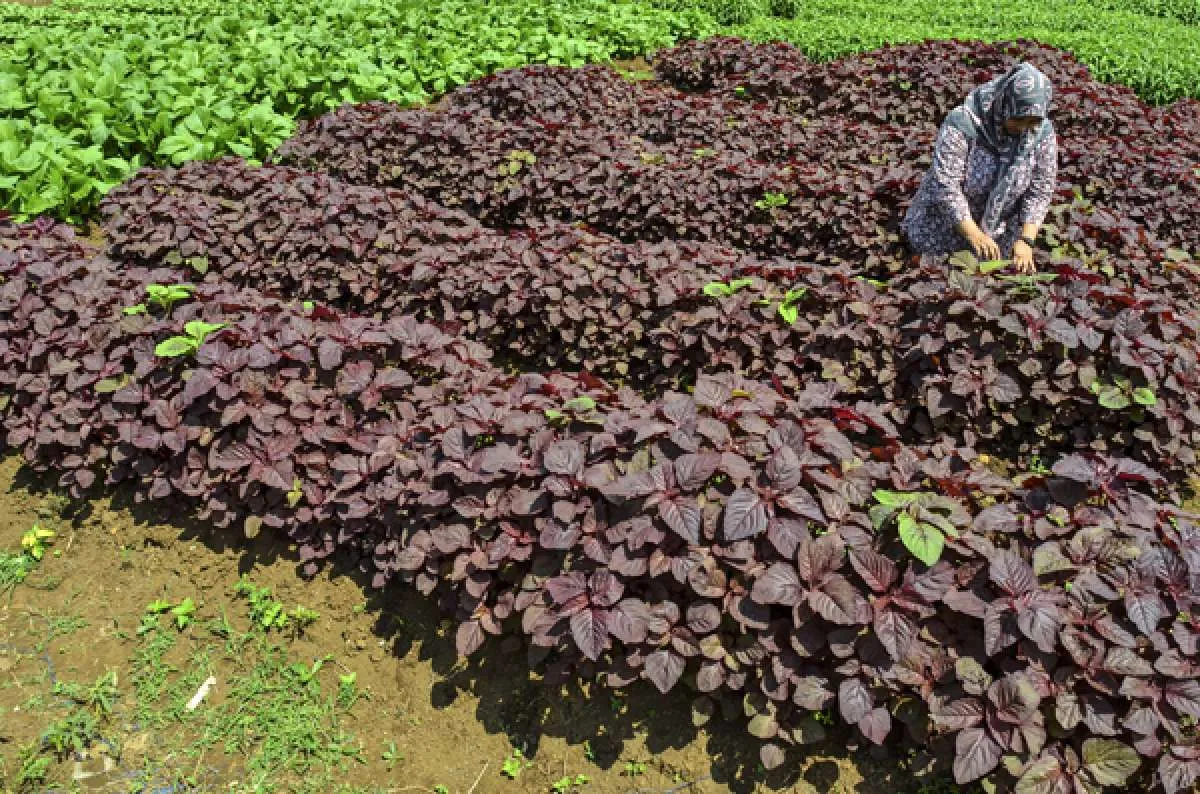 Petani milenial diharapkan bisa bangkitkan kearifan lokal