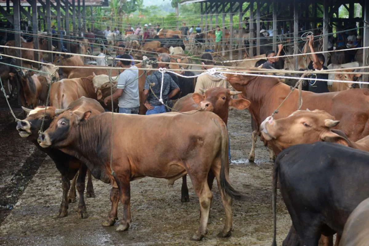 Menjelang perayaan Idul Adha, penjualan sapi kurang moncer